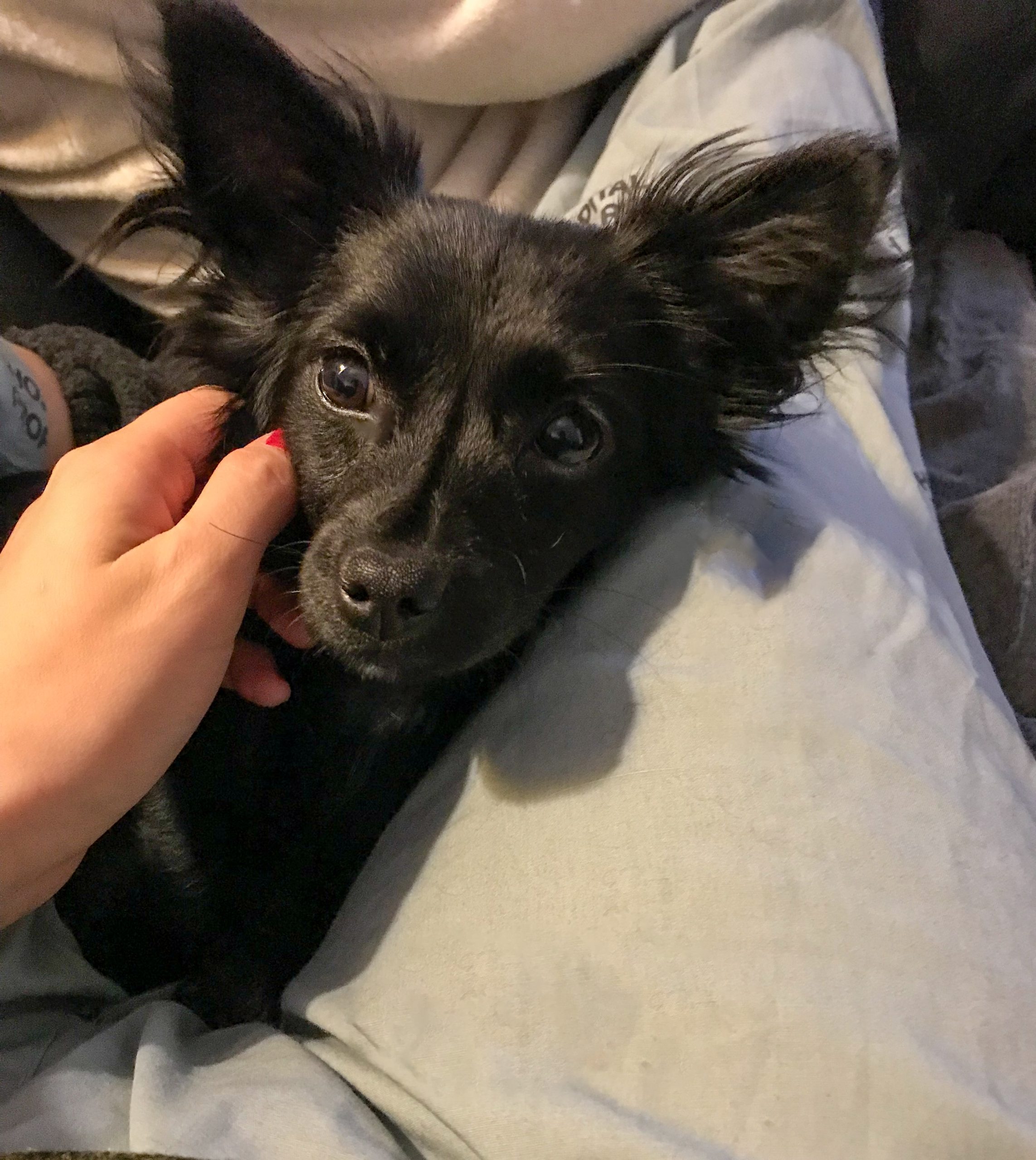 Kira, kleiner schwarzer Hund, wird gestreichelt.